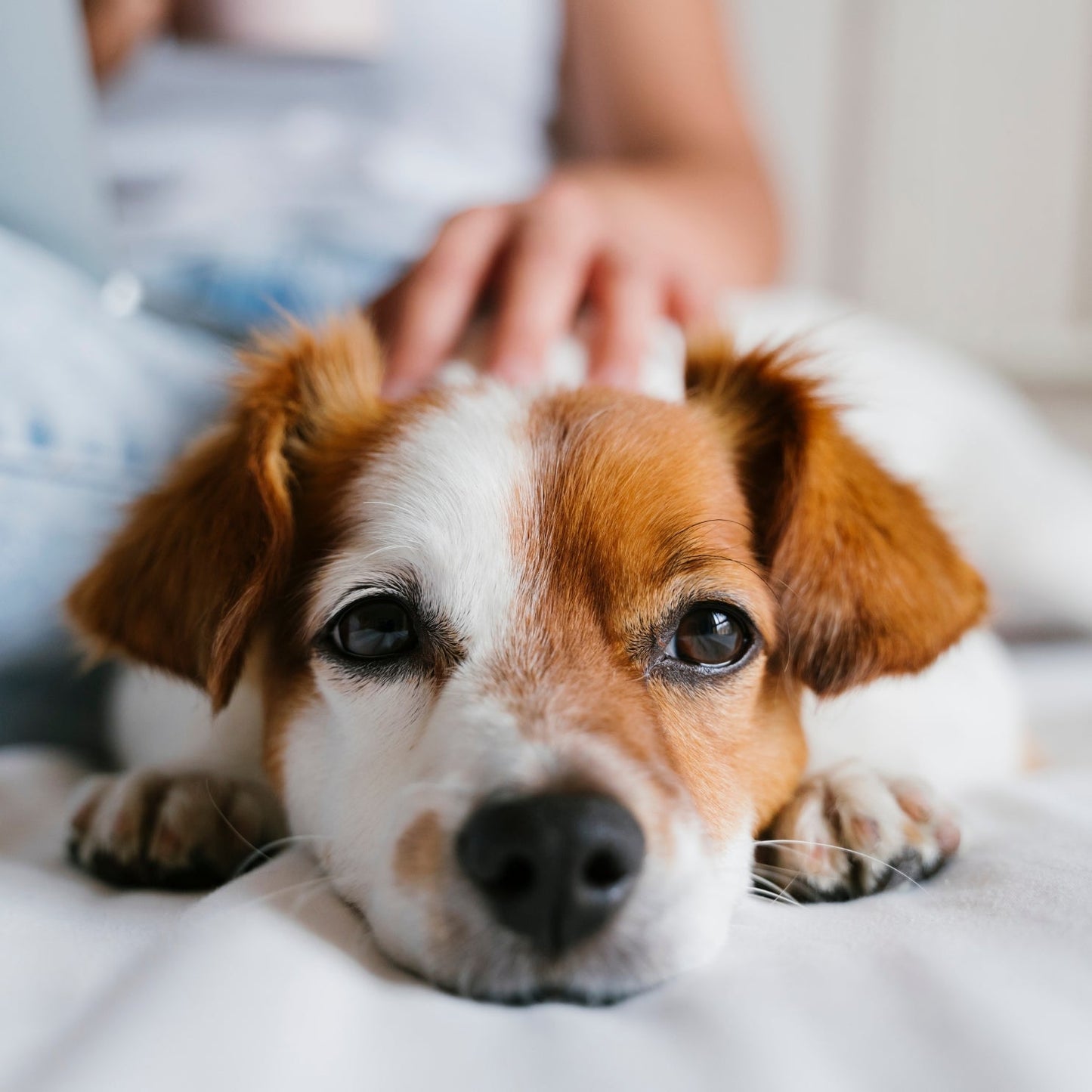 ZenDen™ - Advanced Dog Calming Diffuser